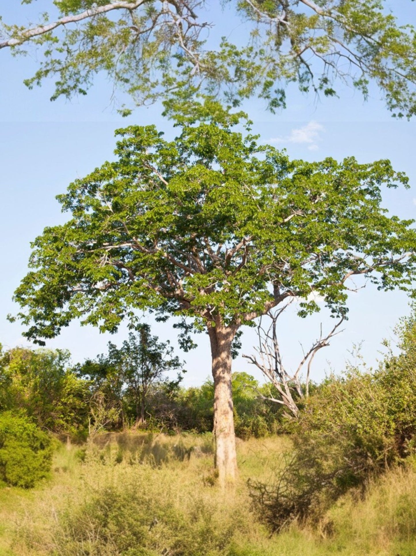 Fragancia Mahogany