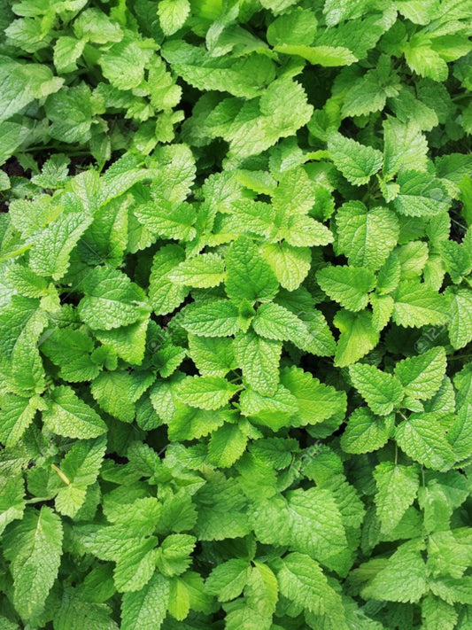 Fragancia Menta Fresca