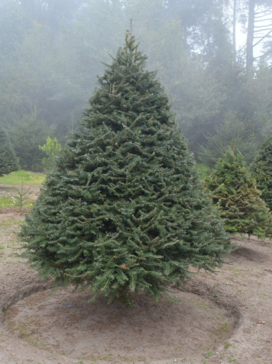Fragancia Pinabete