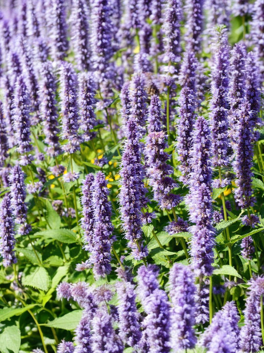Fragancia Patchouli