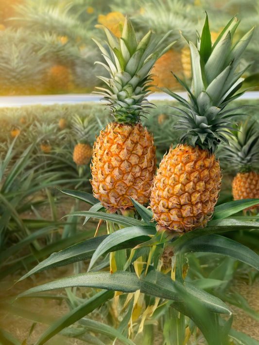 Fragancia Piña