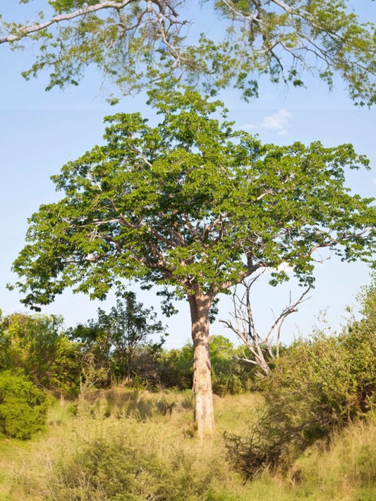 Fragancia Mahogany
