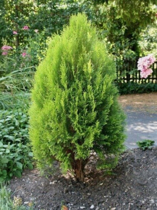 Fragancia Pino